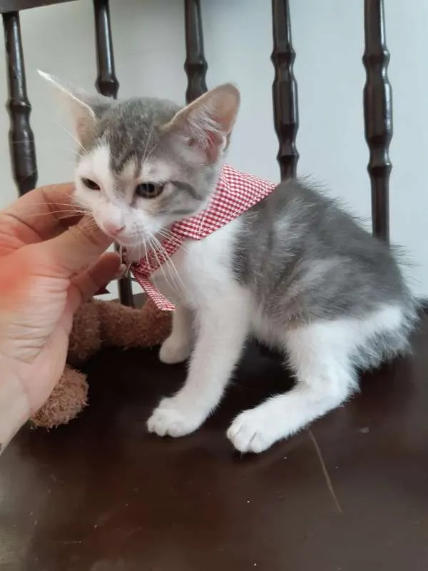 Gato ra a SRD idade 2 a 6 meses nome Cereja