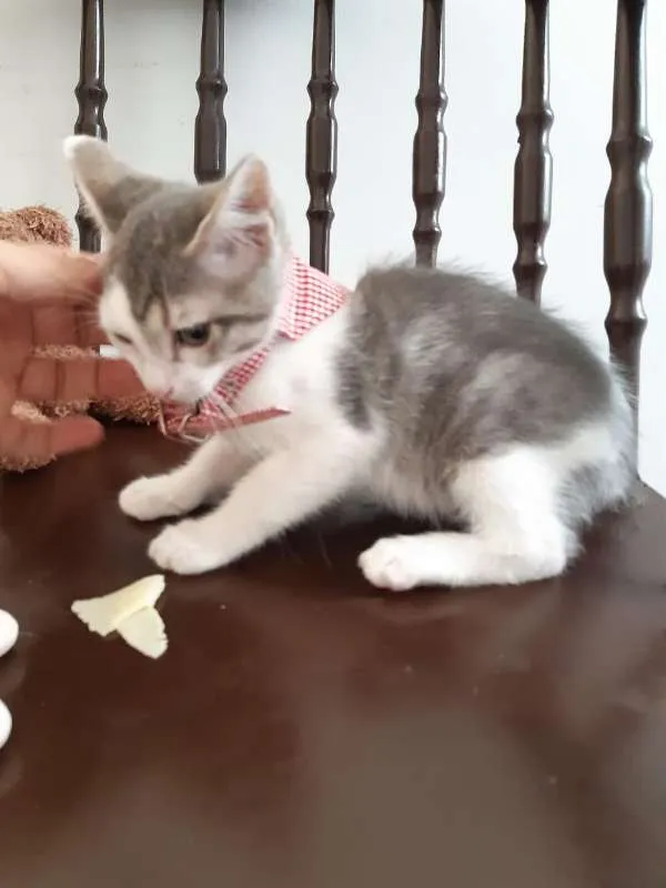 Gato ra a SRD idade 2 a 6 meses nome Cereja