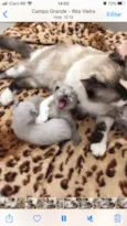 Gatinhos