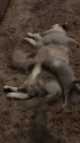 Gatinhos
