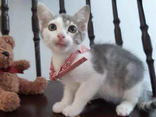 Gato ra a SRD idade 2 a 6 meses nome Cereja