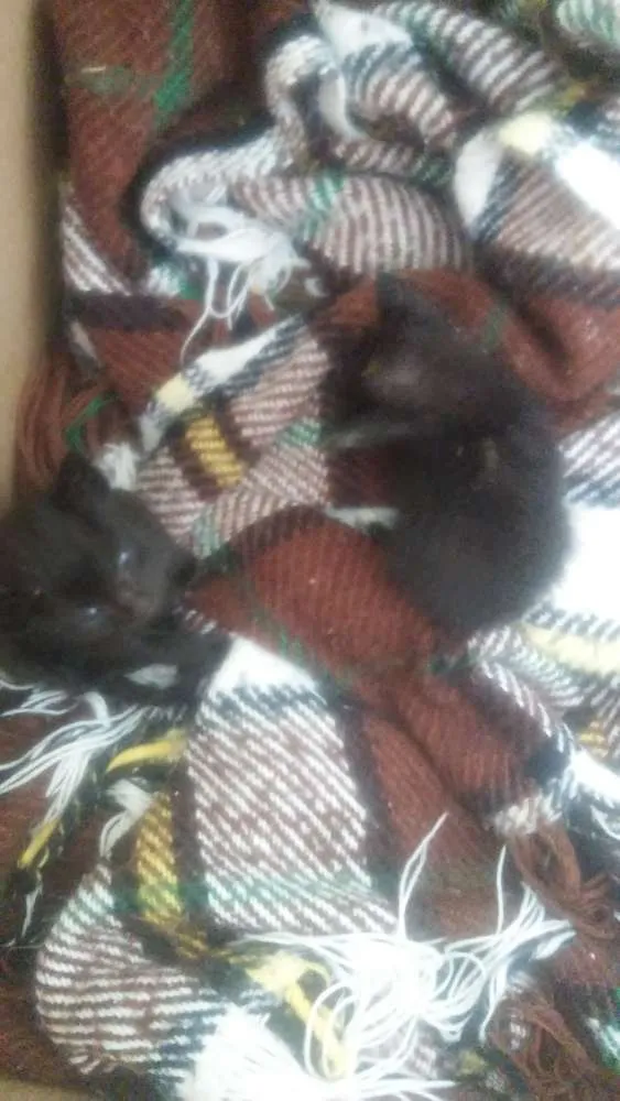 Gato ra a Nao sei idade Abaixo de 2 meses nome Faísca, soneca