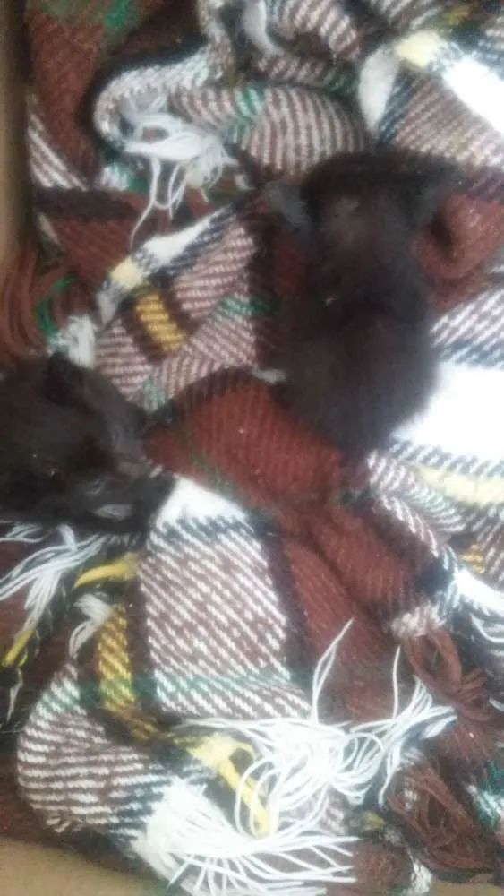 Gato ra a Nao sei idade Abaixo de 2 meses nome Faísca, soneca