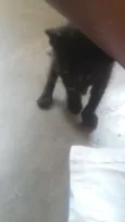Faísca, soneca