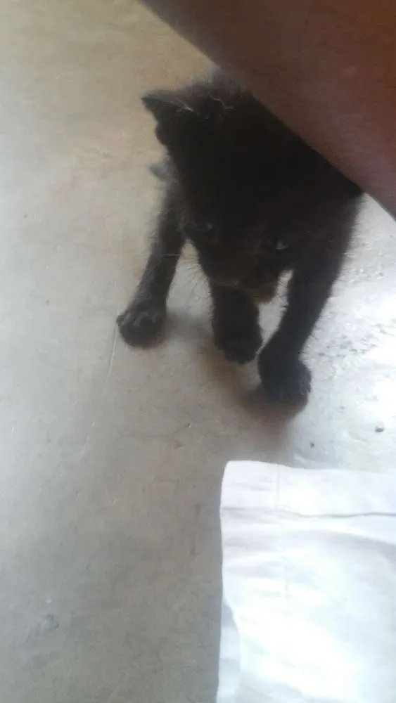 Gato ra a Nao sei idade Abaixo de 2 meses nome Faísca, soneca