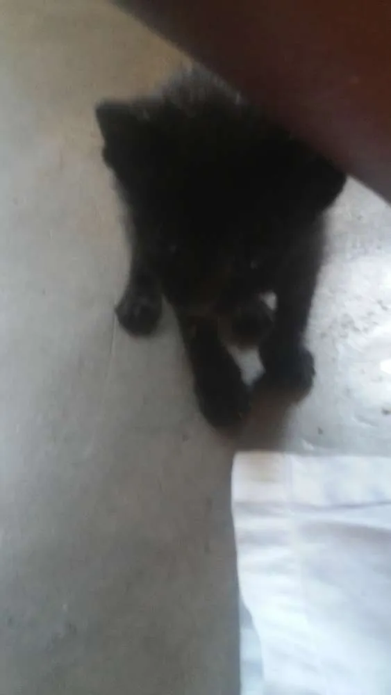 Gato ra a Nao sei idade Abaixo de 2 meses nome Faísca, soneca