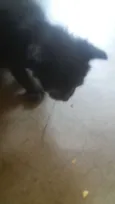 Faísca, soneca