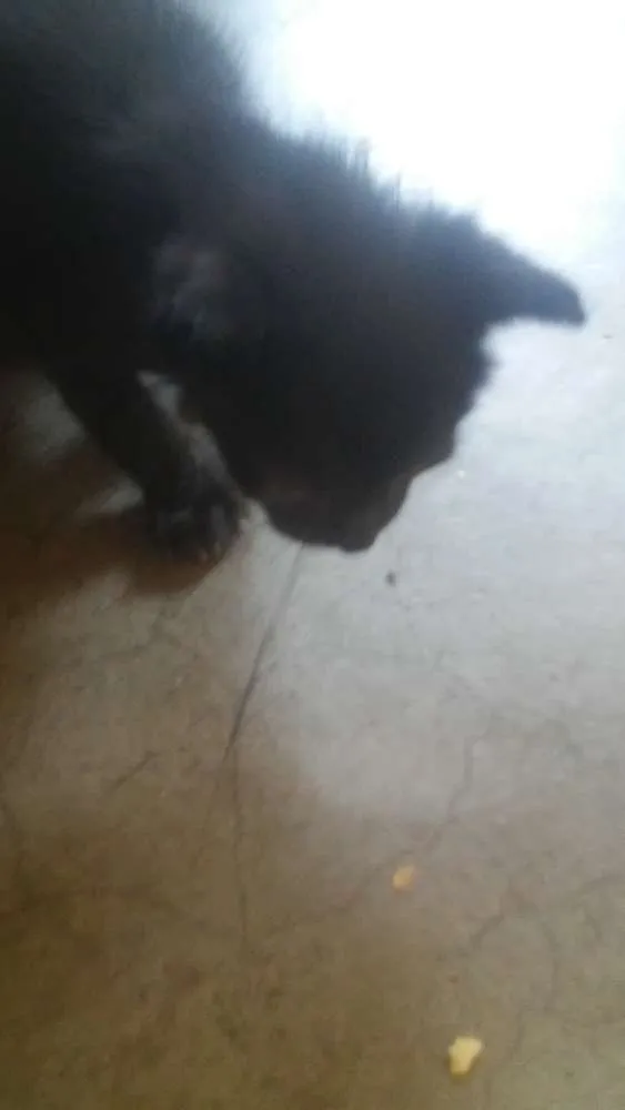 Gato ra a Nao sei idade Abaixo de 2 meses nome Faísca, soneca