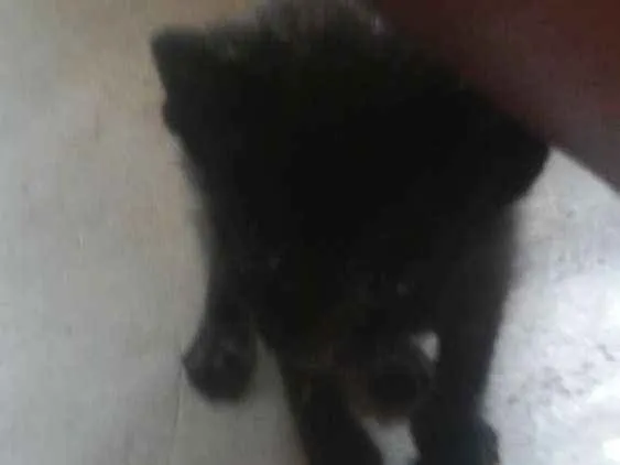 Gato ra a Nao sei idade Abaixo de 2 meses nome Faísca, soneca