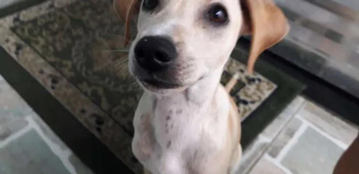 Cachorro raça Indefinida idade 2 a 6 meses nome Lola