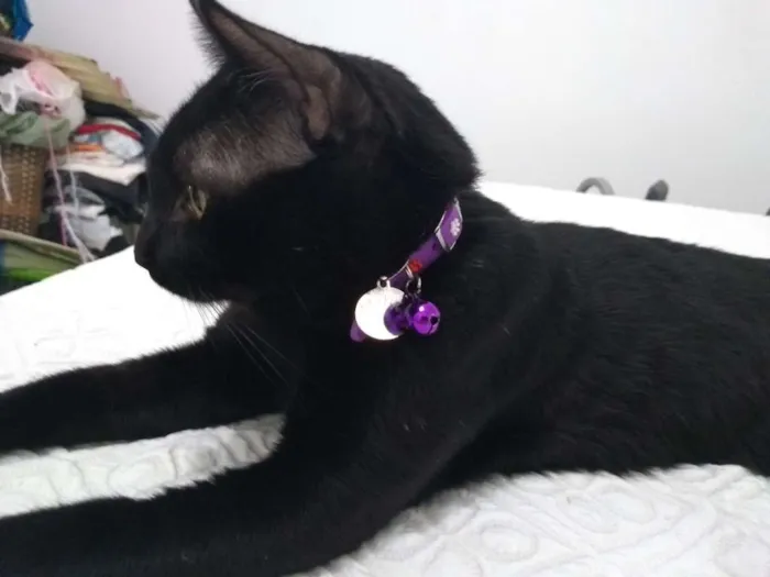 Gato ra a  idade 2 anos nome Kuro