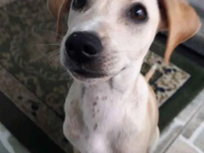Cachorro raça Indefinida idade 2 a 6 meses nome Lola