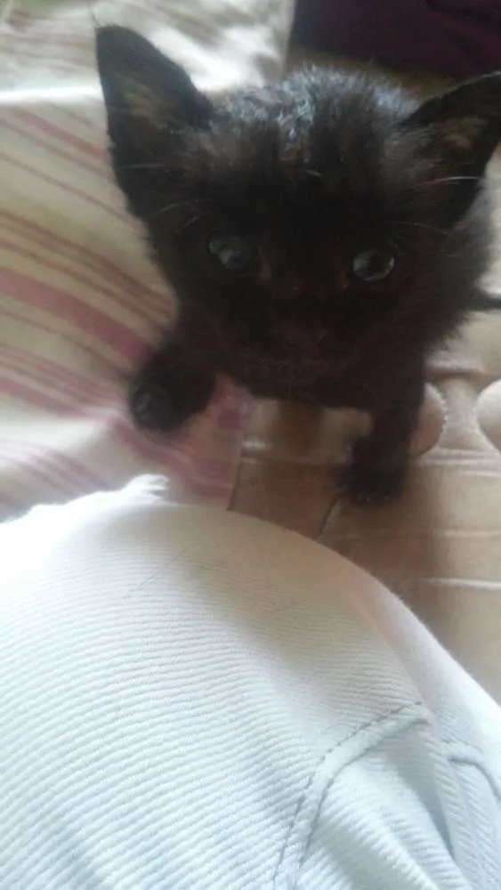 Gato ra a Nao sei idade Abaixo de 2 meses nome Faísca, soneca