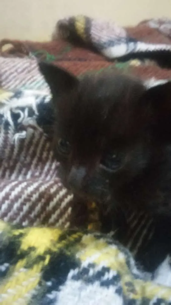 Gato ra a Nao sei idade Abaixo de 2 meses nome Faísca, soneca