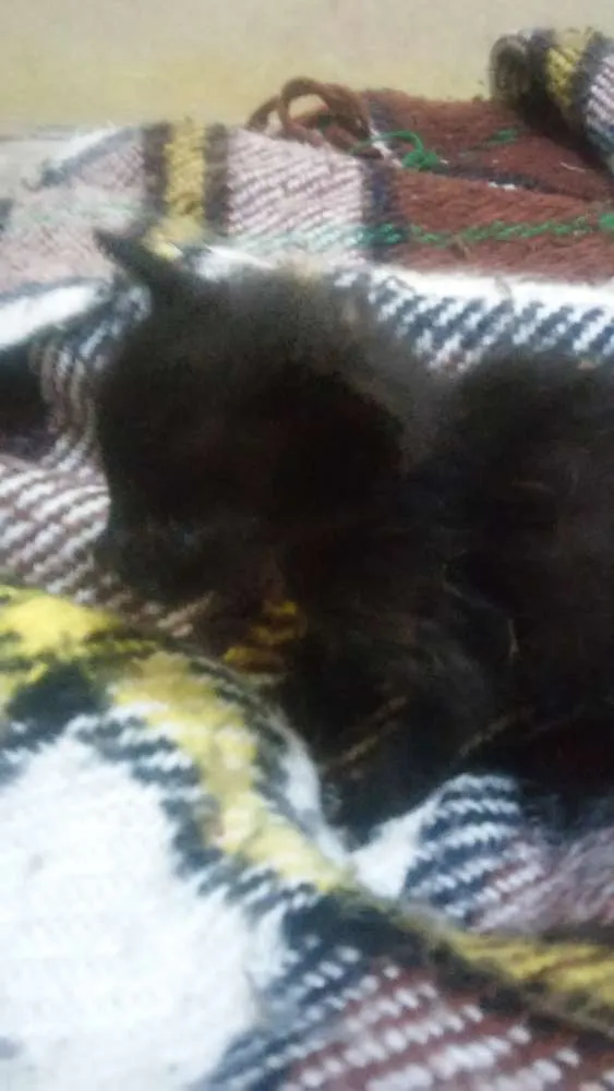 Gato ra a Nao sei idade Abaixo de 2 meses nome Faísca, soneca