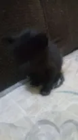 Faísca, soneca