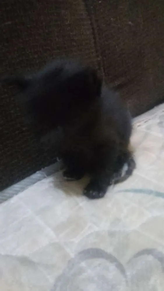 Gato ra a Nao sei idade Abaixo de 2 meses nome Faísca, soneca