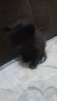 Faísca, soneca