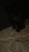 Faísca, soneca