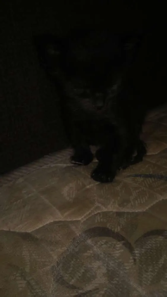 Gato ra a Nao sei idade Abaixo de 2 meses nome Faísca, soneca