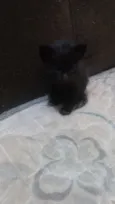Faísca, soneca