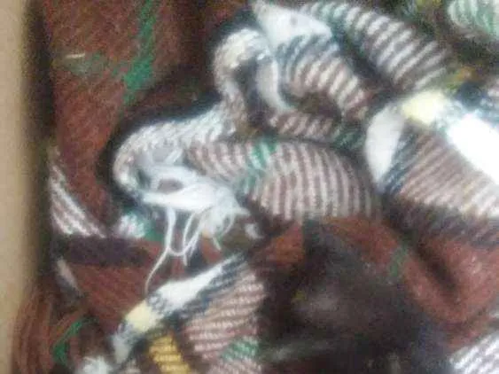 Gato ra a Nao sei idade Abaixo de 2 meses nome Faísca, soneca