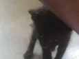 Faísca, soneca