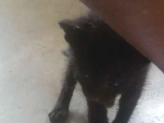 Gato ra a Nao sei idade Abaixo de 2 meses nome Faísca, soneca