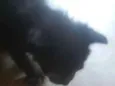Faísca, soneca
