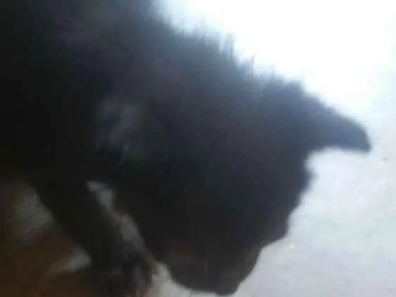 Gato ra a Nao sei idade Abaixo de 2 meses nome Faísca, soneca