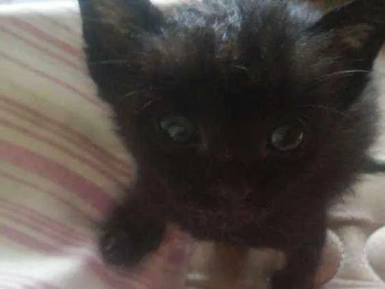 Gato ra a Nao sei idade Abaixo de 2 meses nome Faísca, soneca