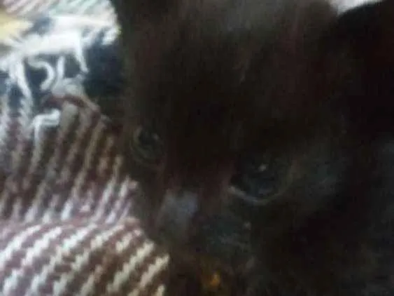 Gato ra a Nao sei idade Abaixo de 2 meses nome Faísca, soneca