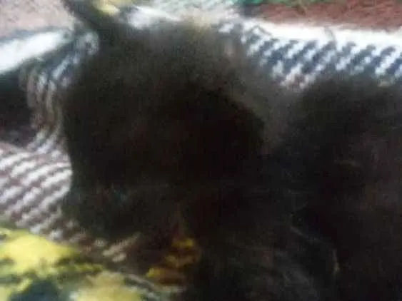 Gato ra a Nao sei idade Abaixo de 2 meses nome Faísca, soneca