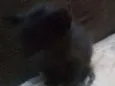 Faísca, soneca