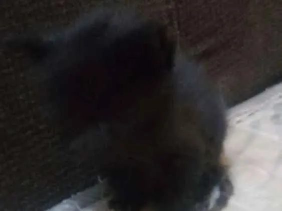 Gato ra a Nao sei idade Abaixo de 2 meses nome Faísca, soneca