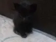 Faísca, soneca