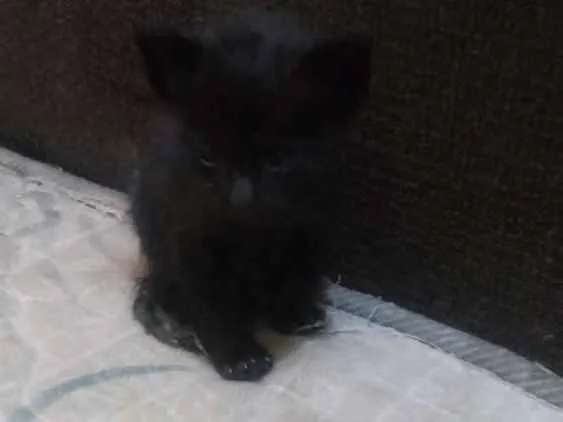 Gato ra a Nao sei idade Abaixo de 2 meses nome Faísca, soneca