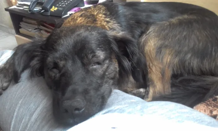 Cachorro ra a SRD idade 1 ano nome Daurinha
