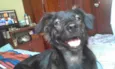 Daurinha