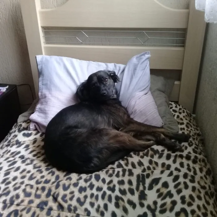 Cachorro ra a SRD idade 1 ano nome Daurinha