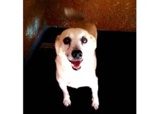 Cachorro raça SRD idade 5 anos nome Rabicó  