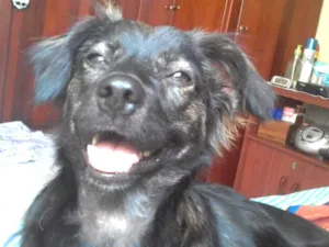 Cachorro raça SRD idade 1 ano nome Daurinha