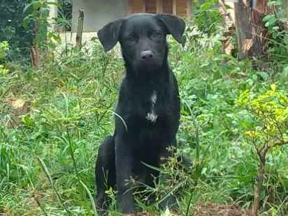 Cachorro ra a Sem raça definida idade 1 ano nome Ruck