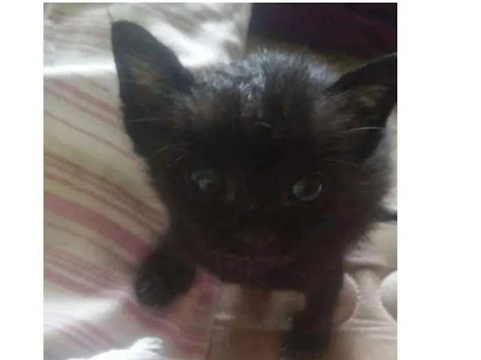 Gato ra a Nao sei idade Abaixo de 2 meses nome Faísca, soneca