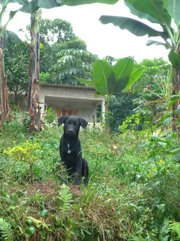 Cachorro ra a Sem raça definida idade 1 ano nome Ruck