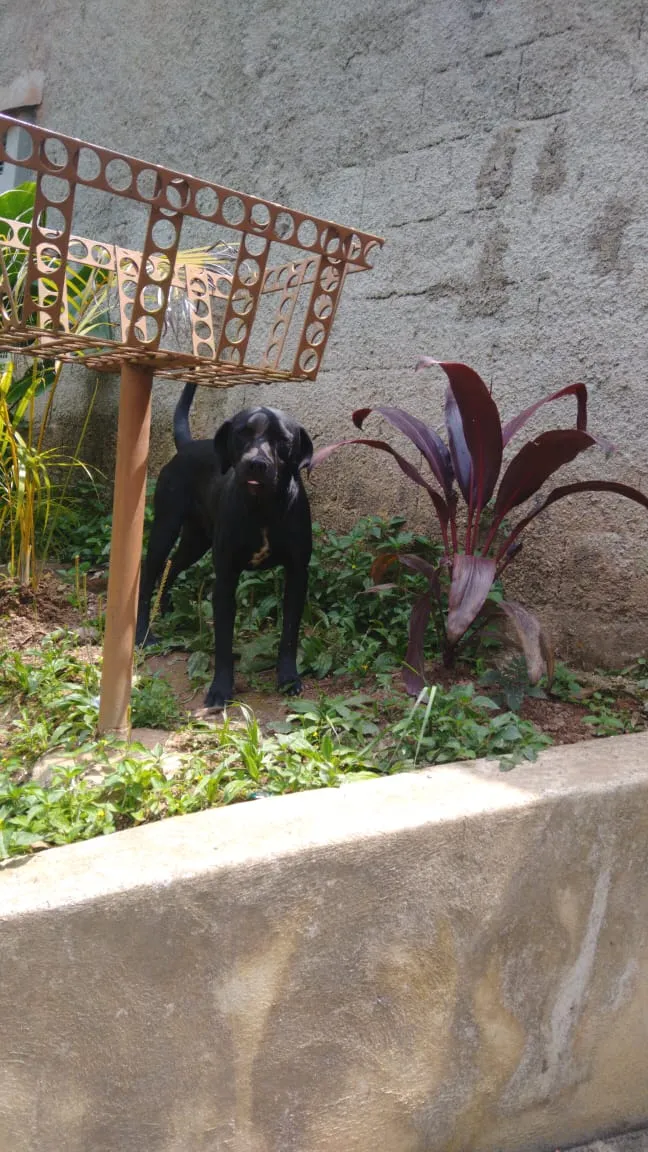 Cachorro ra a Sem raça definida idade 1 ano nome Ruck