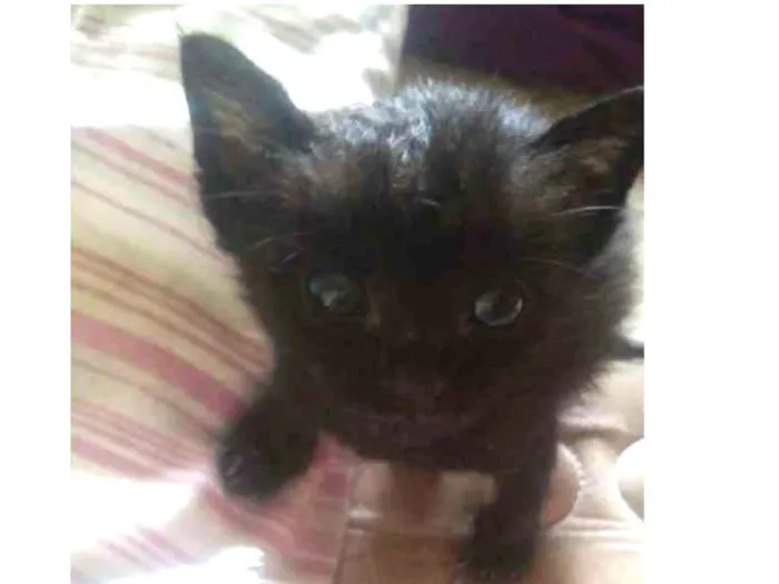 Gato ra a Nao sei idade Abaixo de 2 meses nome Faísca, soneca