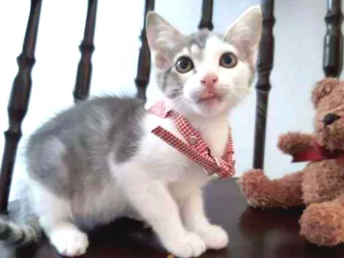 Gato ra a SRD idade 2 a 6 meses nome Cereja