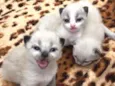 Gatinhos