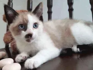 Gato raça SRD idade 2 a 6 meses nome Acerola